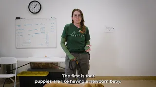 Pet Tips | Considering Another Puppy?