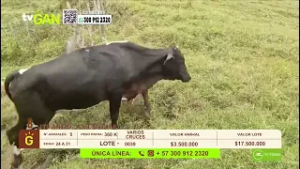 Tu vitrina ganadera- TvAgro por Juan Gonzalo Angel