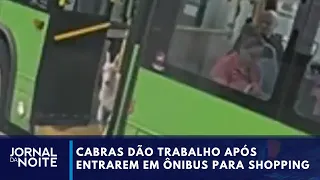 Cabras dão trabalho à polícia após entrarem em ônibus e irem a shopping | Jornal da Noite