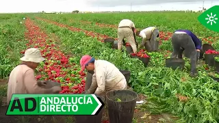Andalucía Directo | We join a crew of workers for the pepper harvest
