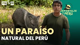 El santuario donde viven los osos de anteojos en libertad