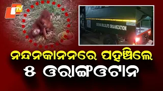 Five Orangutans Rescued from Balasore Reach Nandankanan Zoo