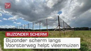 Bijzonder scherm langs Voorsterweg helpt vleermuizen veilig op weg | Omroep Flevoland