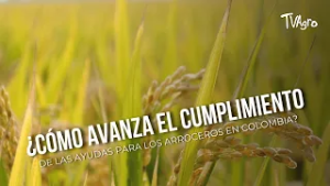 ¿Cómo avanza el cumplimiento de las ayudas para los arroceros - TvAgro por Juan Gonzalo Angel