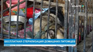 БЕСПЛАТНАЯ СТЕРИЛИЗАЦИЯ ДОМАШНИХ ПИТОМЦЕВ