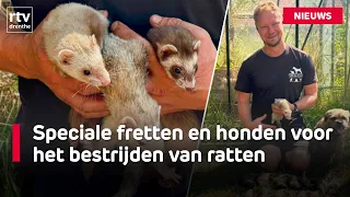 Catching rats with trained ferrets and dogs | RTV Drenthe
