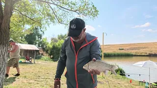 Simple, fast-acting bait for crucian carp and common carp