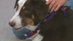 Furry Friend Friday: Buddy the Dog