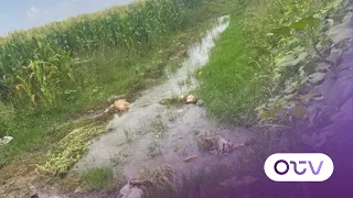 Health Scandal in Akkar: Crops Irrigated with Sewage Water