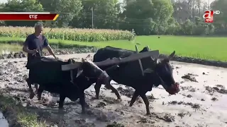 दाङको सीमा नाका बस्तीमा पुग्न थाल्यो विद्युत् सेवा