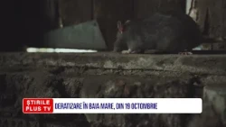 DERATIZARE ÎN BAIA MARE, DIN 19 OCTOMBRIE