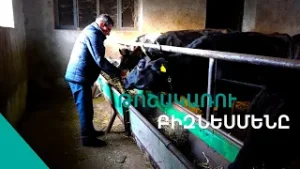 «Կաստում-շալվարս հագնում եմ գալիս գոմ,միլիոններ եմ ըշխատում»Սամվելի դրախտը