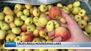 Ābeles pilnas, bet cik maksās vietējie āboli?