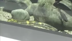 Fisherman Discovers Rare and Beautiful "Mottled" Japanese Eel! Now on Display at Utazu Aquarium [...
