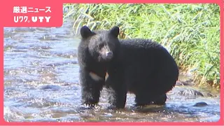 【クマ出没のピークへ】100年以上続く伝統行事の中止など影響深刻化　冬眠前の被害対策について環境省が報道向けに初の説明会　山梨