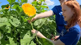 Sunflower fundraiser for Make-A-Wish returns to Connecticut flower field