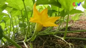 XÃ VĨNH LỘC XUỐNG GIỐNG RAU MÀU PHỤC VỤ TẾT NGUYÊN ĐÁN 2026