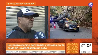 Tree falls on moving taxi downtown due to water utility excavation