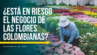 Dollar, Tariffs, and Costs: The Storm Facing the Flower Industry | Economy Today