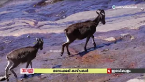 'പ്രസവാവധി'യുള്ള ഒരേ ഒരു വന്യജീവിസങ്കേതം; ഇരവികുളത്തെ വരയാടുകളുടെ പ്രസവ വിശേഷം | Iravikulam