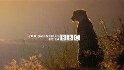 BBC Cheetah Family And Me OCT 24 25 HD