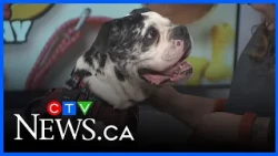 Sweet, affectionate, muscular 3-year-old dog looking for fur-ever home