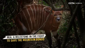 Mia: A milestone in the fight to save the mountain bongo