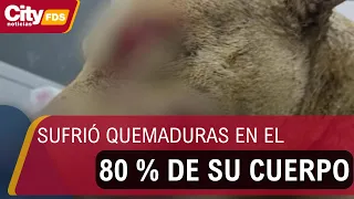 Outrage over the death of Fénix, the dog burned alive in Cundinamarca | CityTv