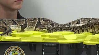 Lebanon County man discovers 5-ft-long python under the hood of his vehicle