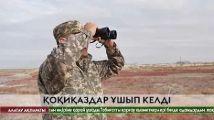 Маңғыстаудағы Қаракөлге қоқиқаздар ұшып келді