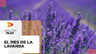 July, the month of lavender 🪻