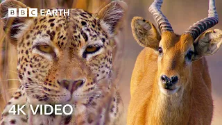 Nature’s Most Ingenious Hunters With Sir David Attenborough In 4K | BBC Earth