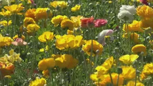 Spring returns to Southern California as Carlsbad Flower Fields welcome visitors