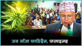 गाँजा खेतीलाई वैध बनाउने विधेयकमा के छ ? | Kantipur Samachar
