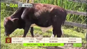 Tu vitrina ganadera- TvAgro por Juan Gonzalo Angel