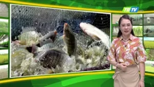 THỜI TIẾT NÔNG VỤ THÁI BÌNH 20/06/2025 - Thái Bình TV