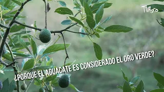 Why is avocado considered green gold? - TvAgro by Juan Gonzalo Angel
