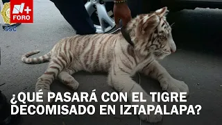 How an Albino Bengal Tiger Cub Was Seized in Iztapalapa, CDMX