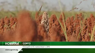 СОРГО: Площите в ЕС намаляват с 20%