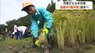 7 Local Elementary Students Harvest Sticky Rice for the 700-Year-Old "Shimotsuki Festival" at a S...