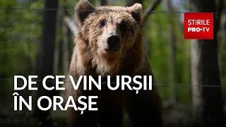 Why current measures fail to keep bears away from people