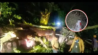 Chilamate tree falls and destroys five vehicles in Los Balcones de Santo Domingo
