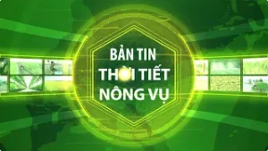 THỜI TIẾT NÔNG VỤ THÁI BÌNH NGÀY 24/6/2025 - Thái Bình TV