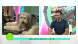 +VIDA | TERAPIA CON PERROS | CAP 141