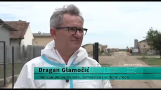 Eutanazija više od 11.000 grla svinja