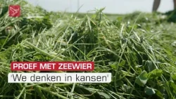 Proef met extract van zeewier bij biologisch melkveebedrijf in Biddinghuizen