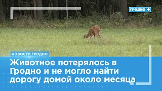 Roe deer rescued two days ago released back into the wild