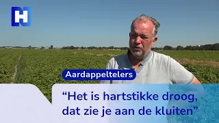 Drought has two sides for potato farmers in North Holland