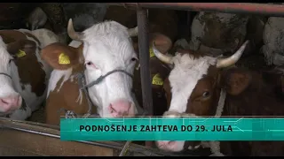 Raspisan poziv za podsticaje za krave za uzgoj teladi, zahteve poslati do 29. jula