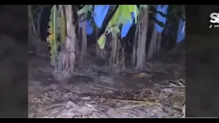 Viral video of an alleged "Pombero" in a banana plantation sparks debate on social media